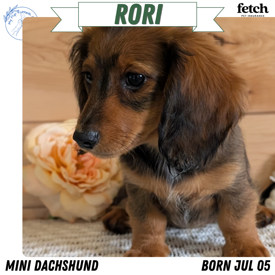 MINI DACHSHUNDS (JUL 05) 2 MALES/2 FEMALES
