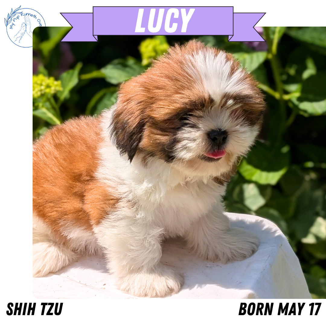 SHIH TZU (05/17) FEMALE