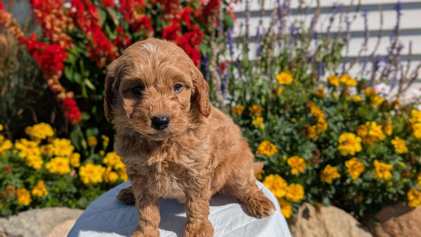 MINI GOLDENDOODLE (08/15) FEMALE