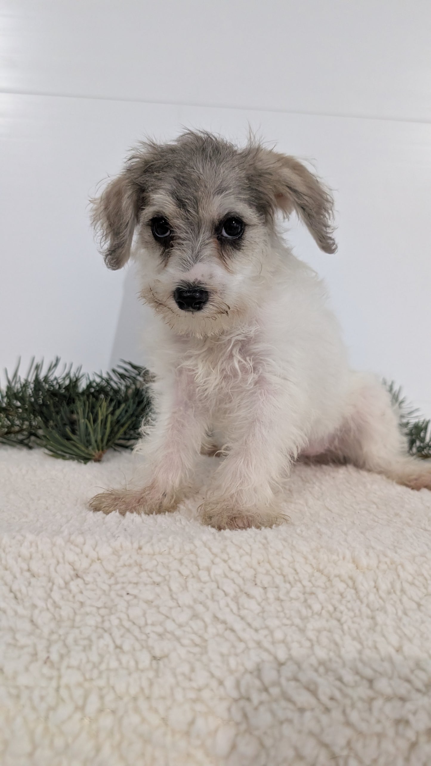 SCHNOODLE (09/20) FEMALE