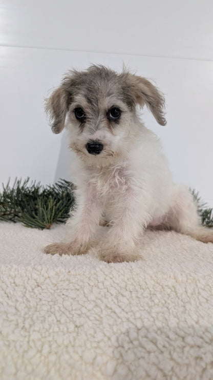 SCHNOODLE (09/20) FEMALE