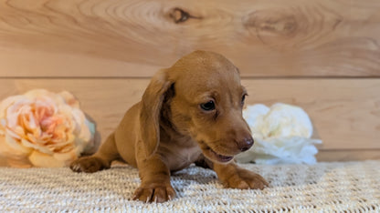 MINI DACHSHUND (JUL 30) 4 MALES/1 FEMALE