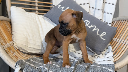 BOXER (OCT 12) MALES