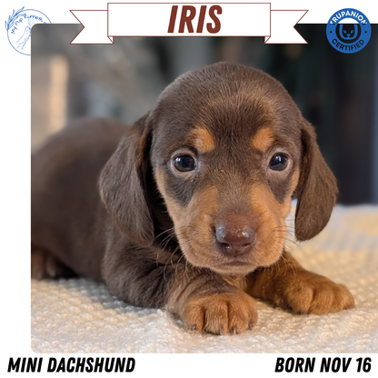 MINI DACHSHUND (NOV 16) FEMALES