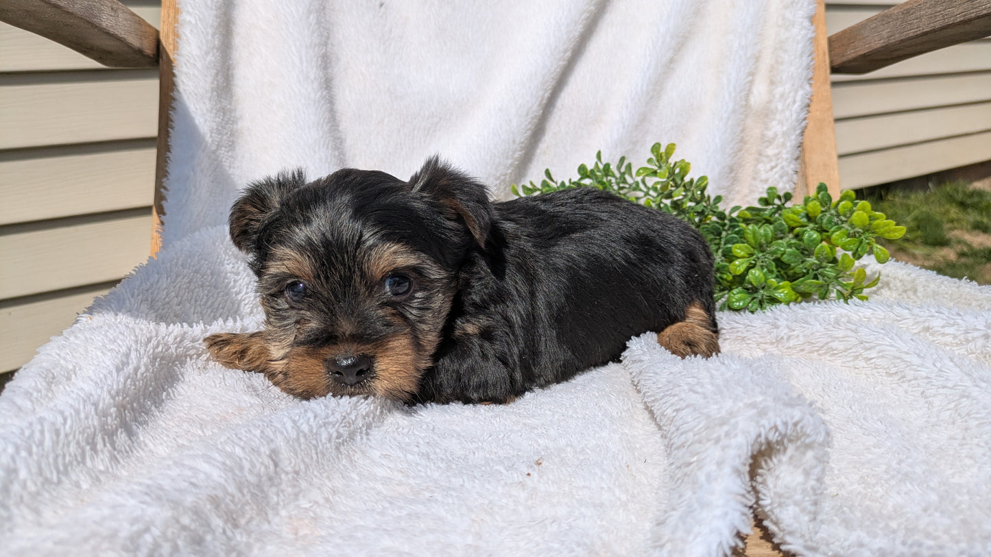 YORKSHIRE TERRIER (02/28) MALE