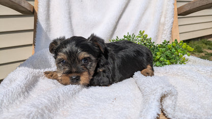YORKSHIRE TERRIER (02/28) MALE