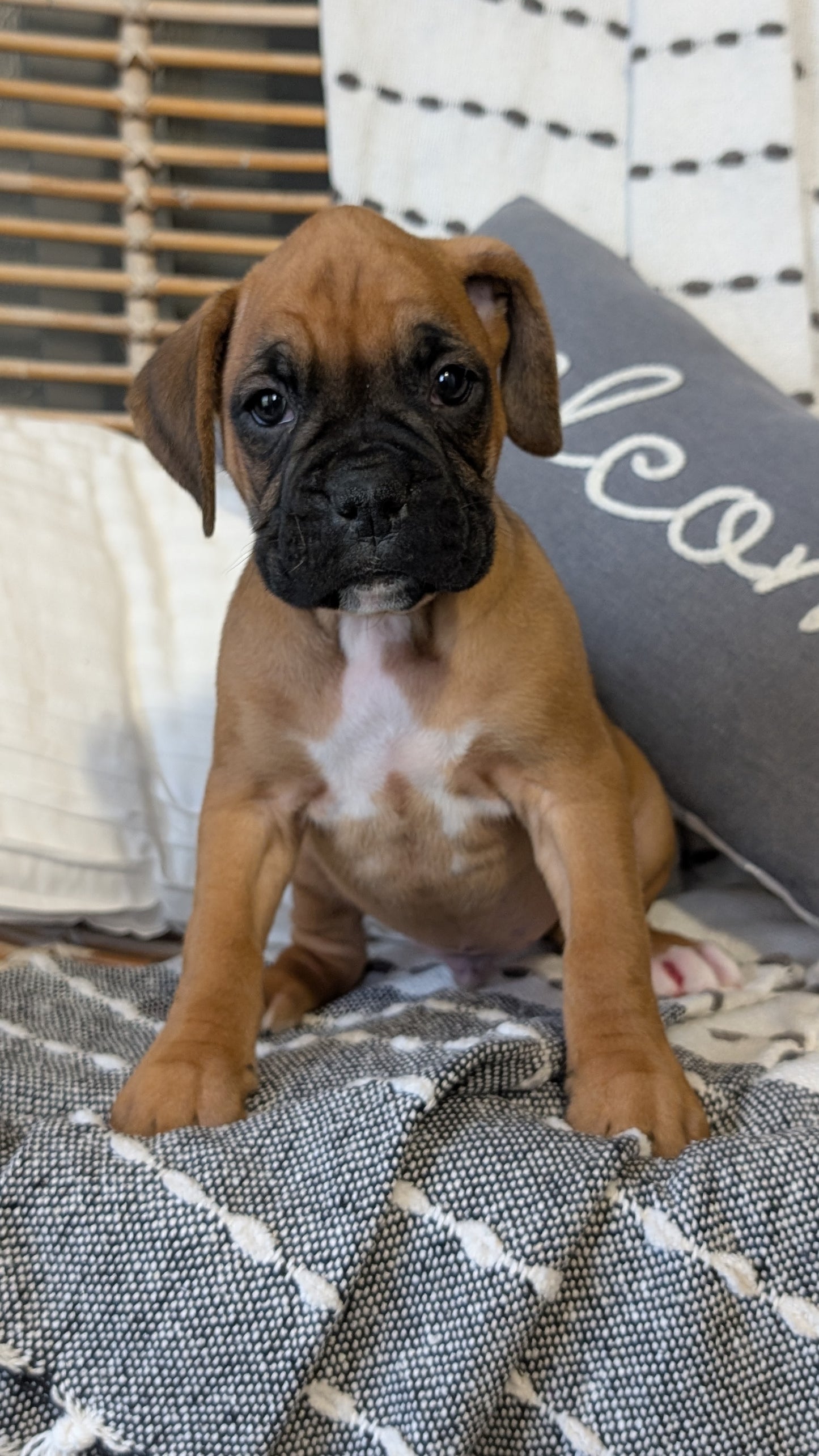 BOXER (OCT 12) MALES