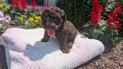 TOY POODLE (06/30) MALE