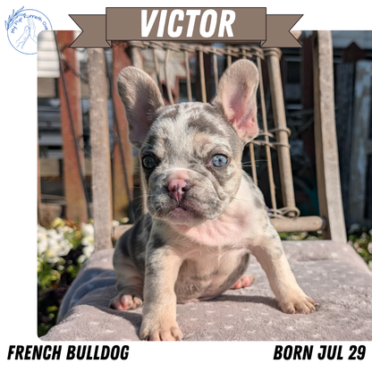 FRENCH BULLDOG (07/29) MALE