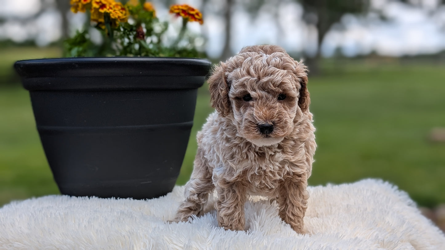 MINI POODLE (MAY 12) MALES