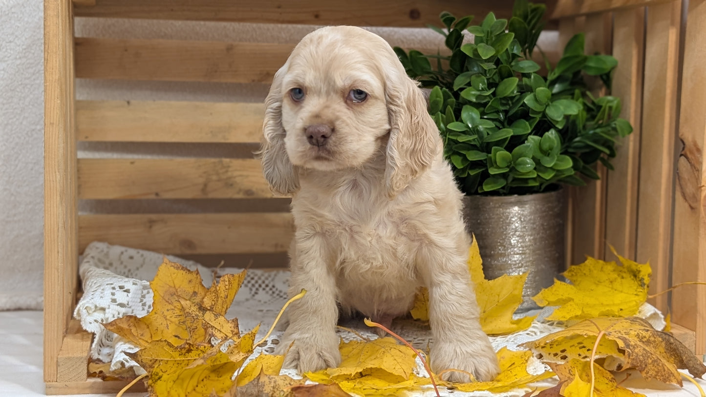 COCKER SPANIEL (09/20) MALE