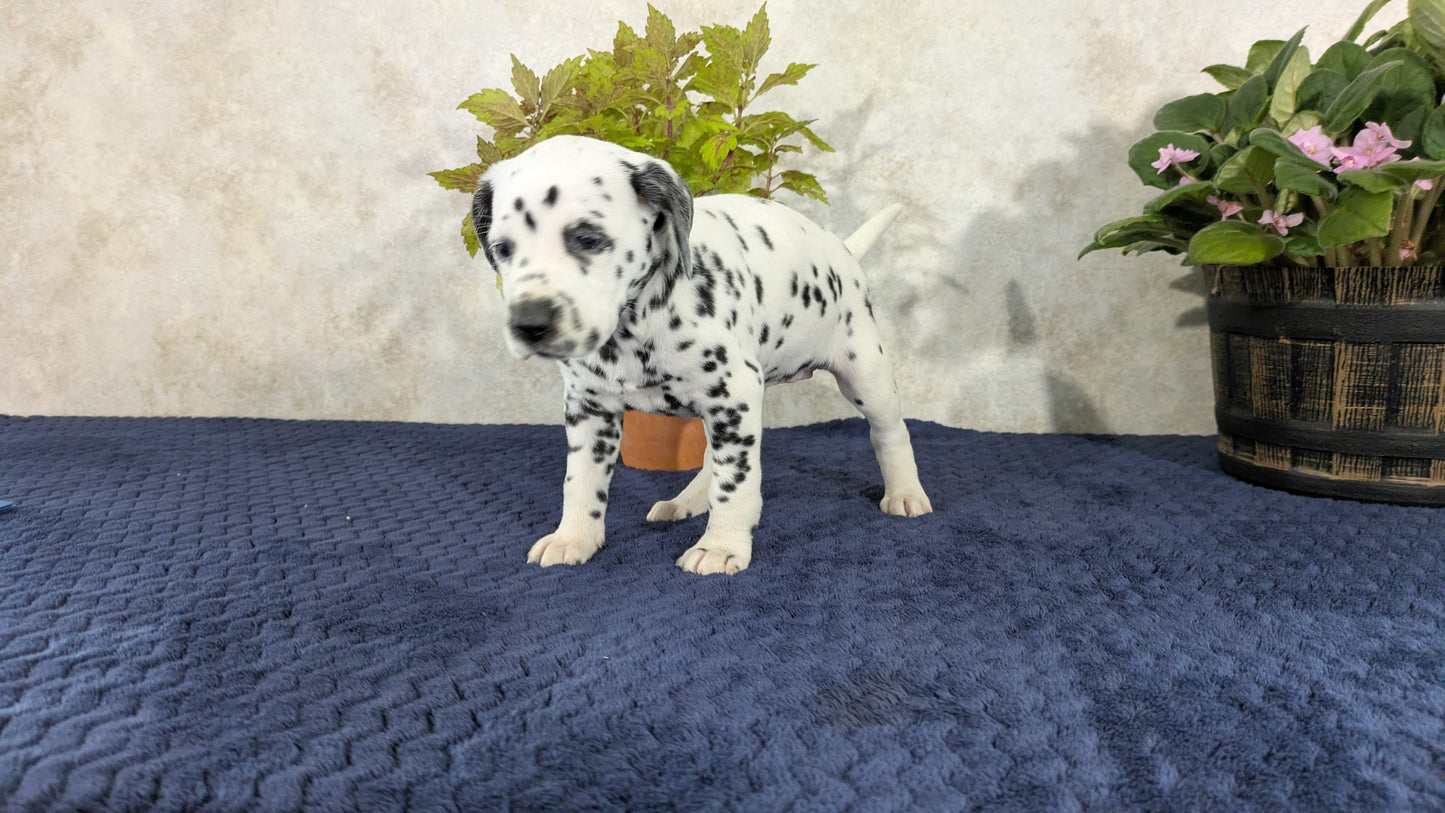 DALMATIAN (02/14) FEMALE