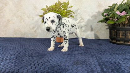 DALMATIAN (02/14) FEMALE