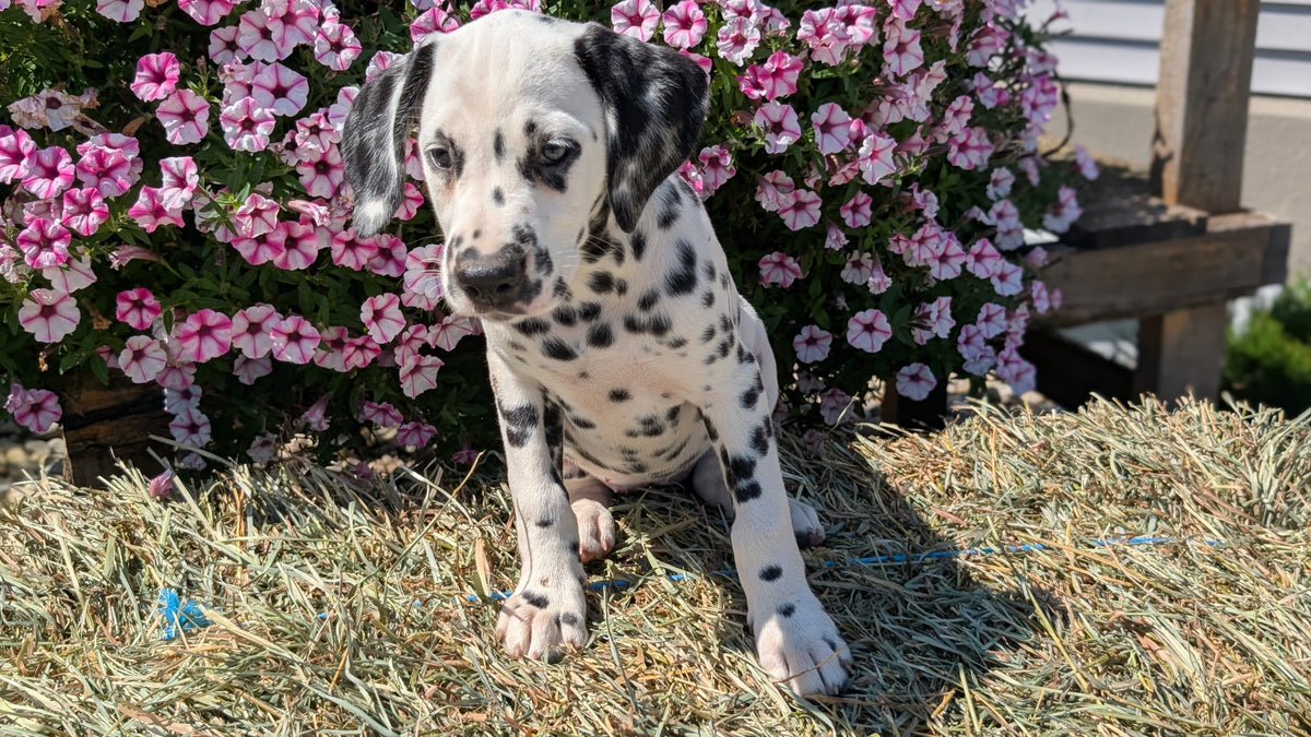 DALMATIAN (JUN 29) FEMALES