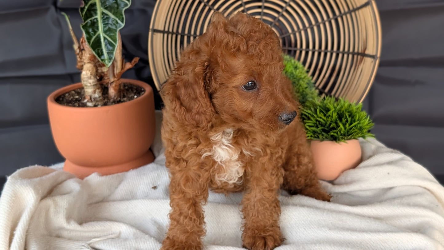 CAVAPOO (MAY 23) MALES