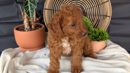 CAVAPOO (MAY 23) MALES