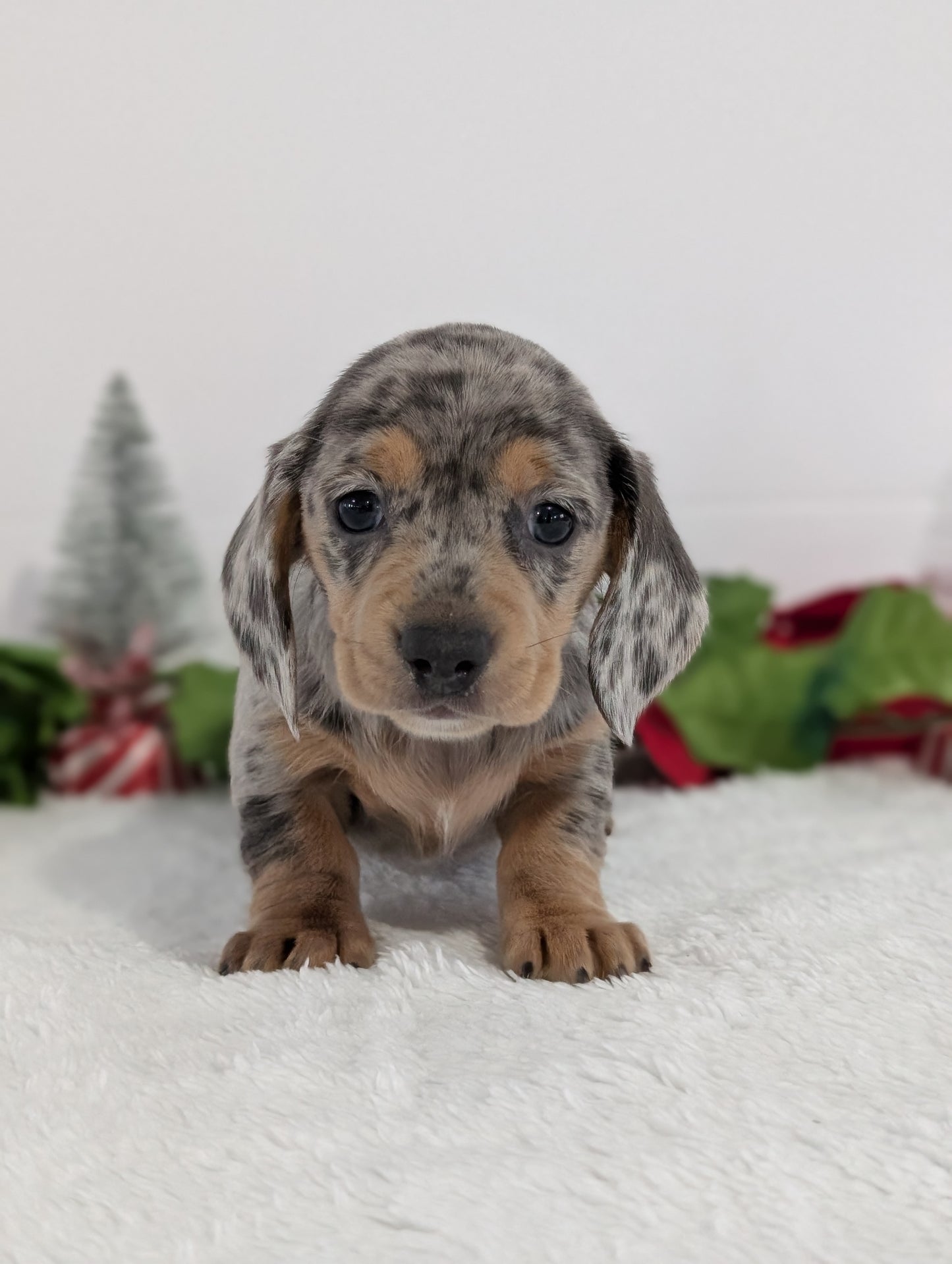 MINI DACHSHUND (OCT 20) FEMALES