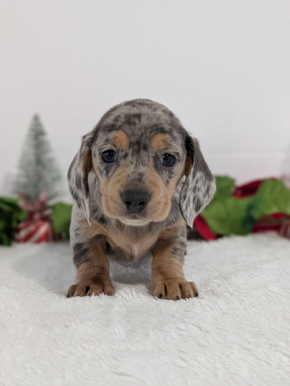 MINI DACHSHUND (OCT 20) FEMALES