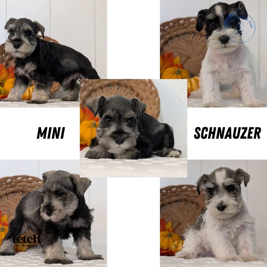 MINI SCHNAUZER (AUG 27) 4 FEMALES/1 MALE