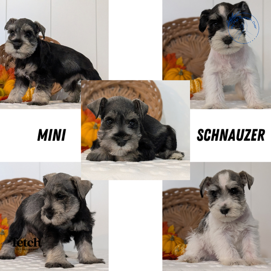 MINI SCHNAUZER (AUG 27) 4 FEMALES/1 MALE