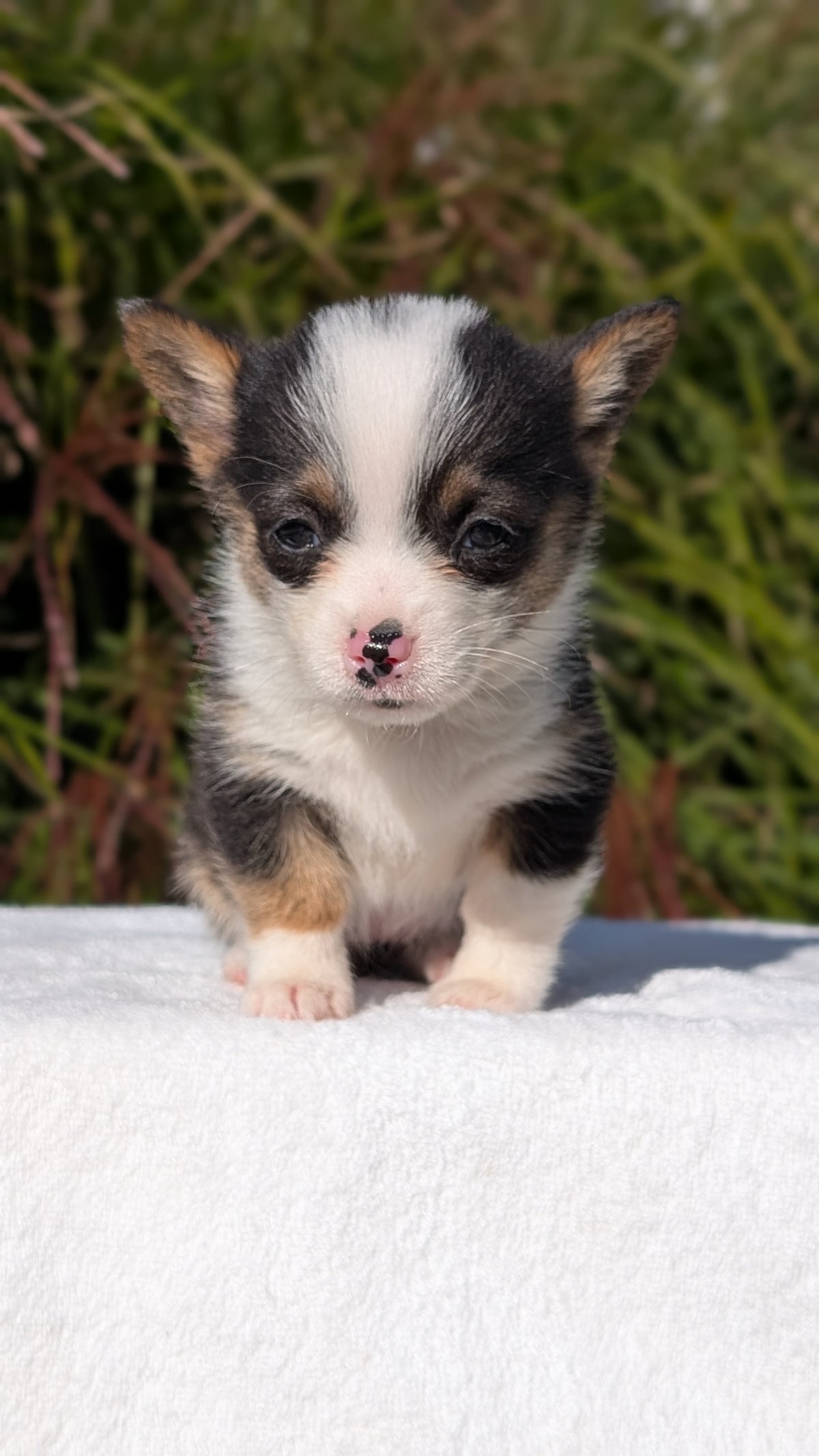 CORGI (AUG 17) 1 FEMALE
