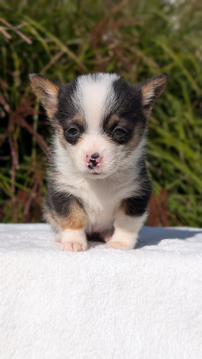 CORGI (AUG 17) 1 FEMALE