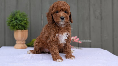 MINI POODLE (MAY 08) FEMALE