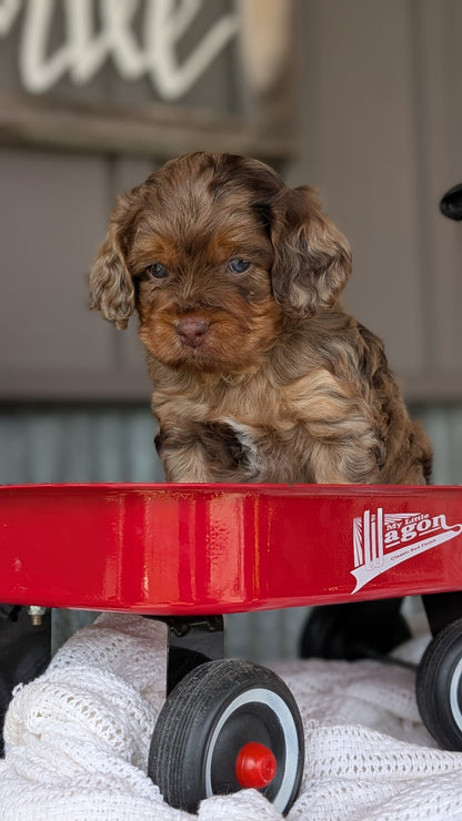 COCKAPOO (MAY 10) MALES