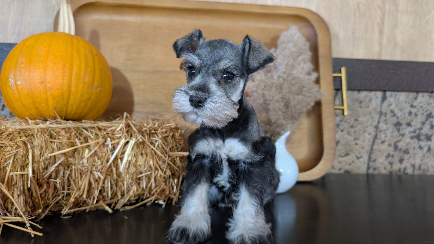 MINI SCHNAUZER (09/11) FEMALE