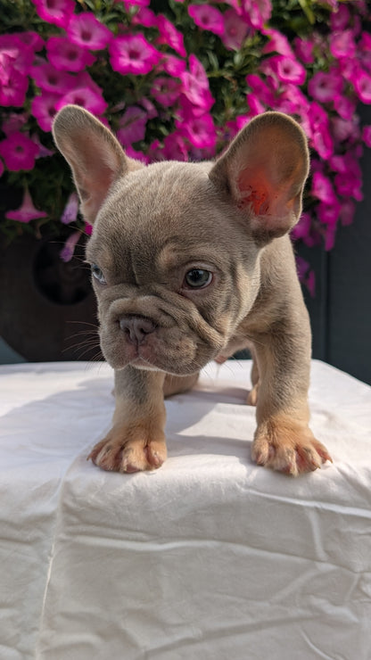 FRENCH BULLDOG (06/27) MALE