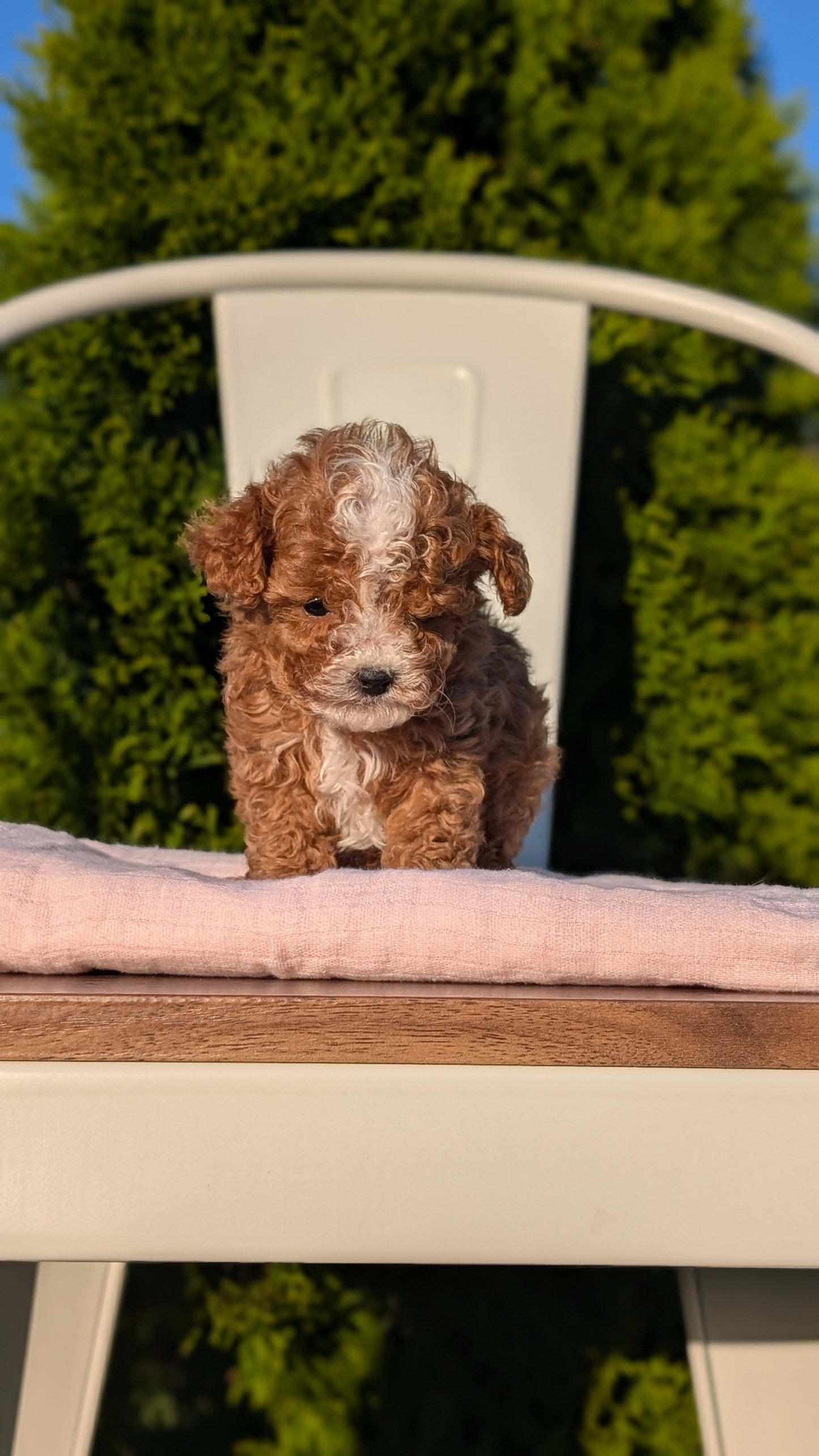 CAVAPOO (MAY 09) MALES