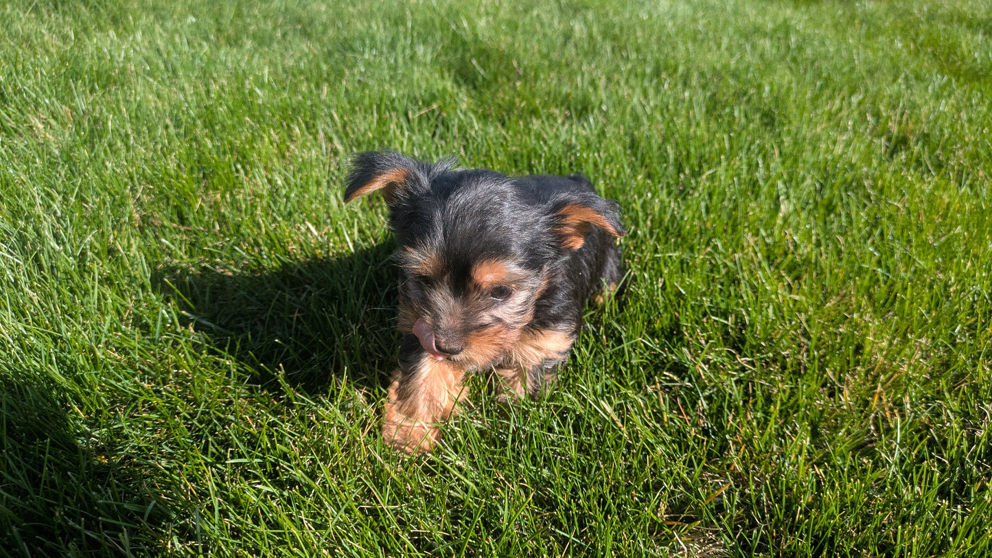 YORKSHIRE TERRIER (02/25) FEMALE