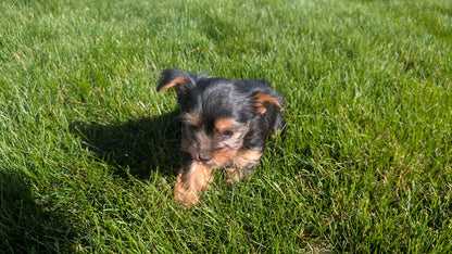 YORKSHIRE TERRIER (02/25) FEMALE