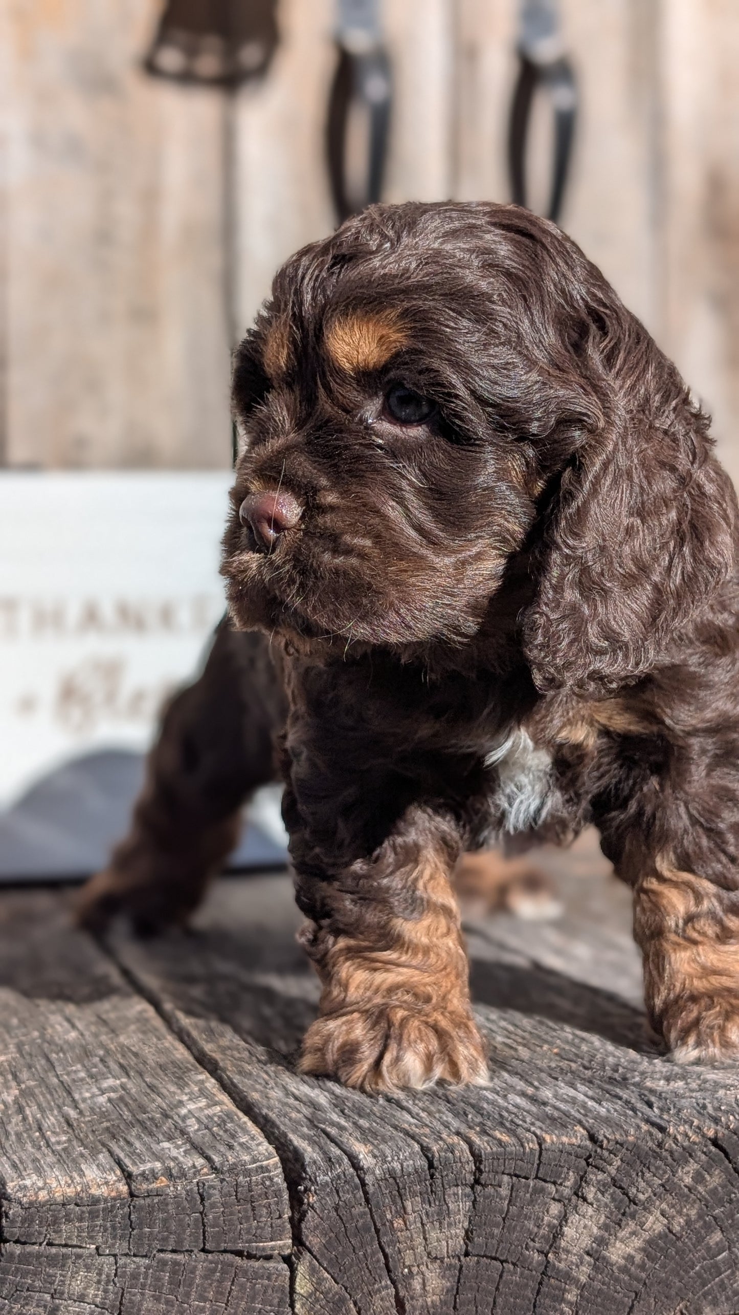 COCKER SPANIEL (09/21) MALE