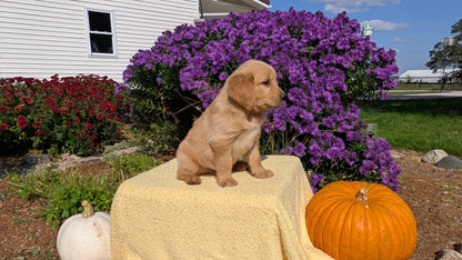 GOLDEN RETRIEVER (08/14) MALE