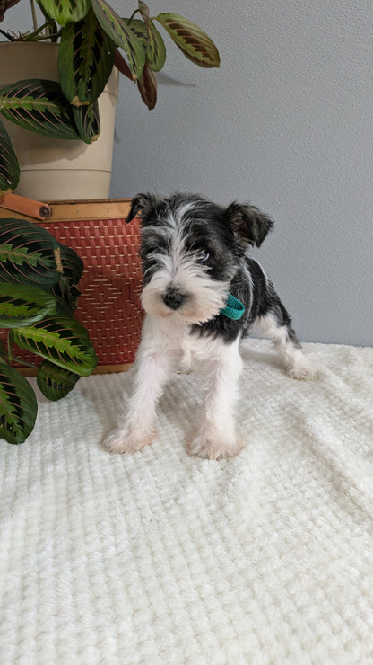 MINI SCHNAUZER (01/08) FEMALE