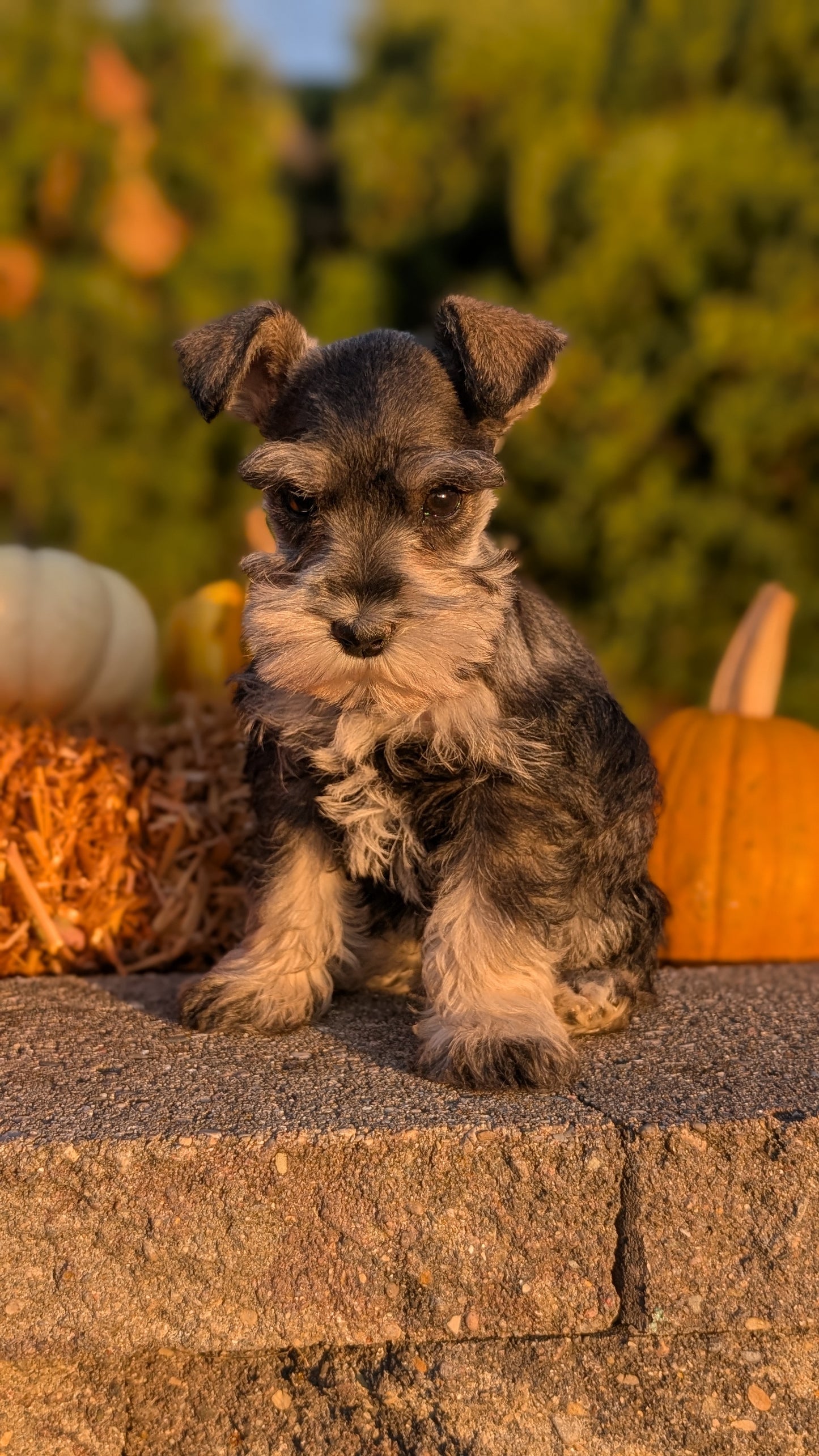 MINI SCHNAUZER (09/11) FEMALE