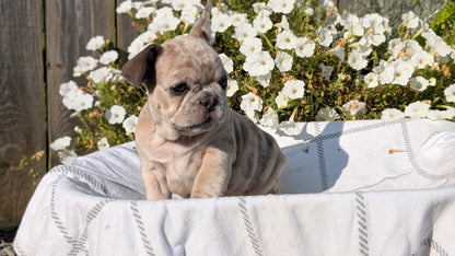 FRENCH BULLDOG (07/03) FEMALE
