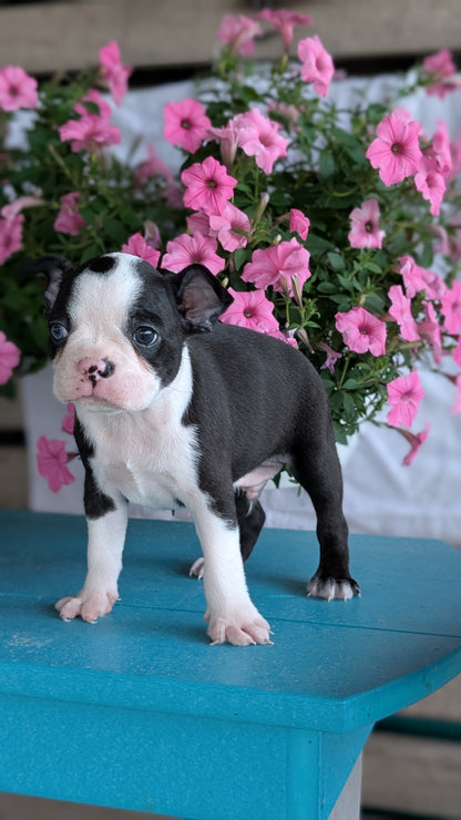 BOSTON TERRIER (06/29) MALE