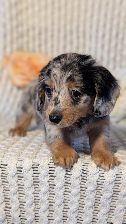 MINI DACHSHUND (JAN 01) FEMALES