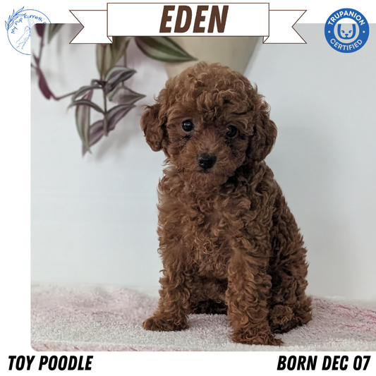 TOY POODLE (DEC 07) FEMALES