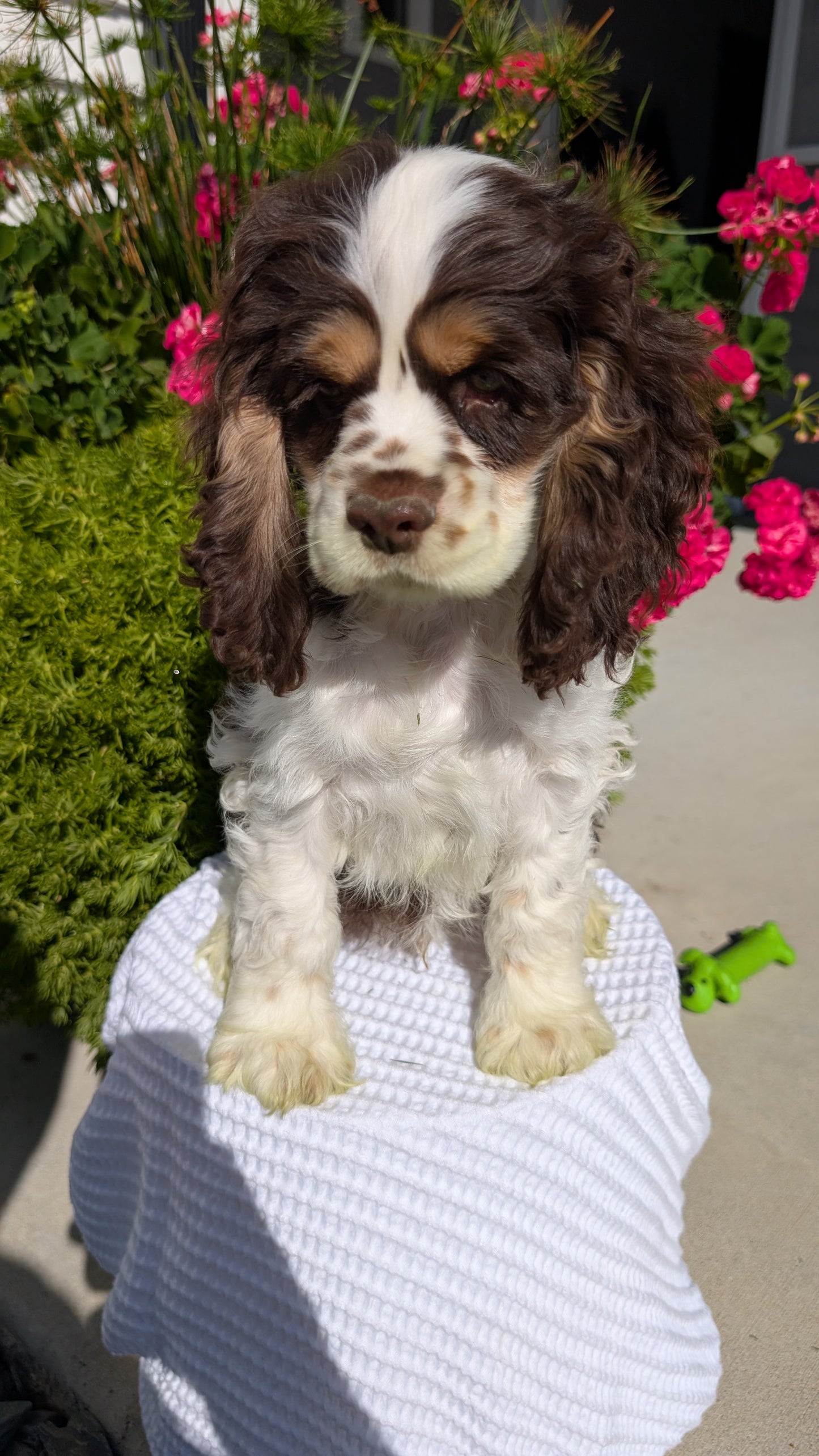 COCKER SPANIEL (07/17) MALE