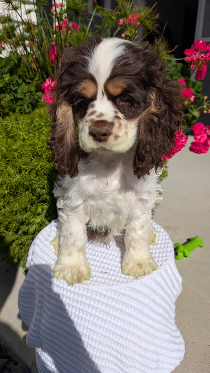 COCKER SPANIEL (07/17) MALE