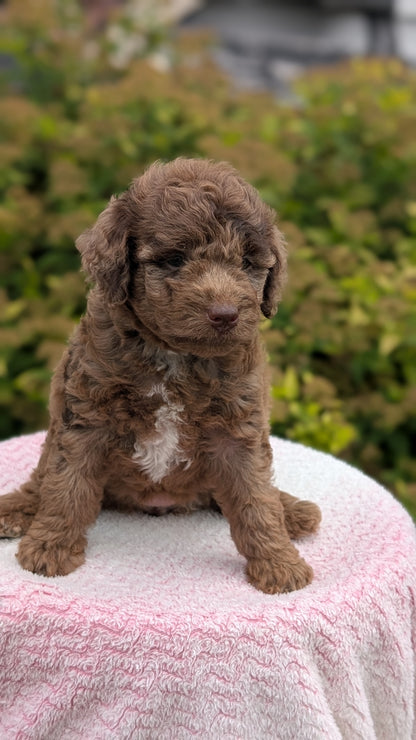 MINI POODLE (06/07) FEMALE