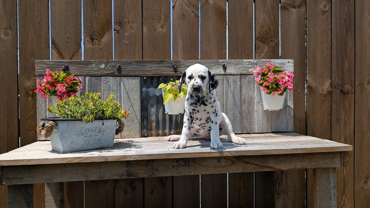 DALMATIAN (06/09) FEMALE