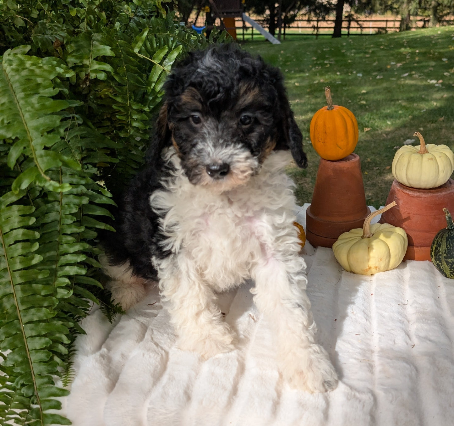 MINI BERNEDOODLE (08/06) FEMALE