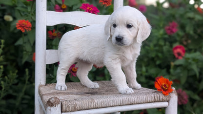 ENGLISH CREAM RETRIEVER (AUG 19) 3 MALES/4 FEMALES