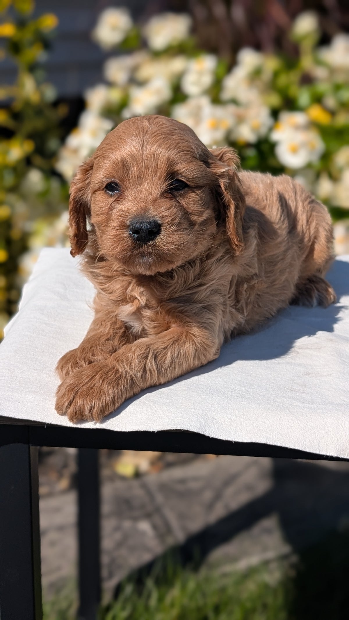 CAVAPOO (AUG 20) 2 MALES/1 FEMALE
