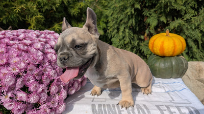 FRENCH BULLDOG (07/03) FEMALE