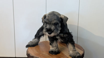 MINI SCHNAUZER (AUG 24) 8 FEMALES